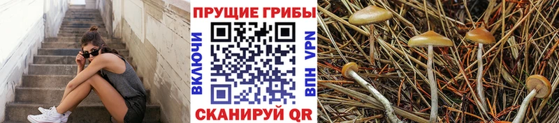 где можно купить   Балаково  Псилоцибиновые грибы GOLDEN TEACHER 